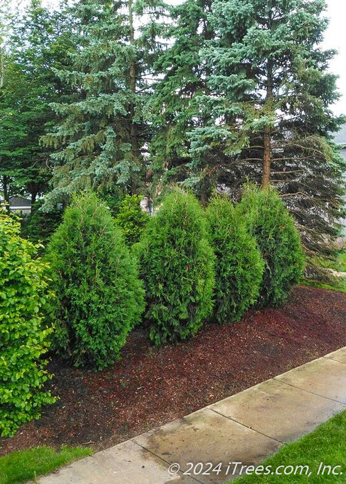 A row of newly planted Techny Arborvitae planted in a side yard berm near a sidewalk.