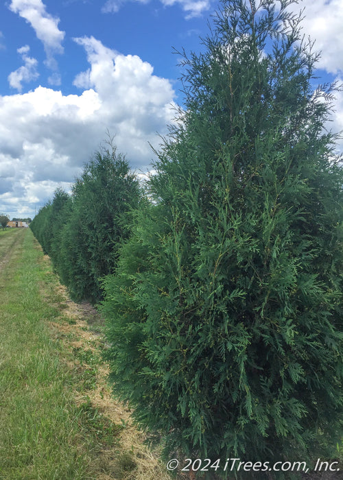 A row of Techny Arborvitae at the nursery.