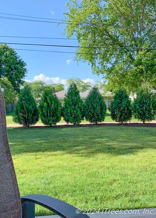 A row of newly planted Techny Arborvitae planted in a backyard.