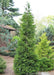 Green Giant Arborvitae planted in a garden area.