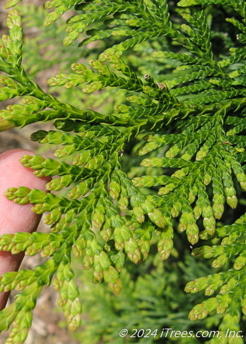 Closeup of bright green scaley-like foliage.