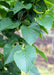 Closeup of wide, heart-shaped serrated green leaves.