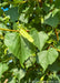 Closeup of heart-shaped leaves, and flower buds.