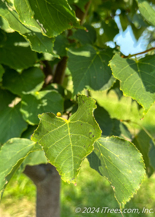 Closeup of a green leaf.