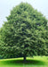 A mature Greenspire Littleleaf Linden seen in bloom, just after a rainfall.