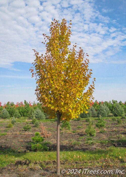 Greenspire Littleleaf Linden with bright yellow fall color.