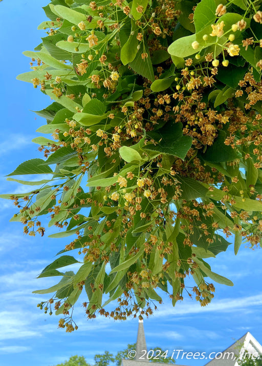 Closeup of the underside of a branch showing leaves, and newly emerged small yellowish-white flowers.