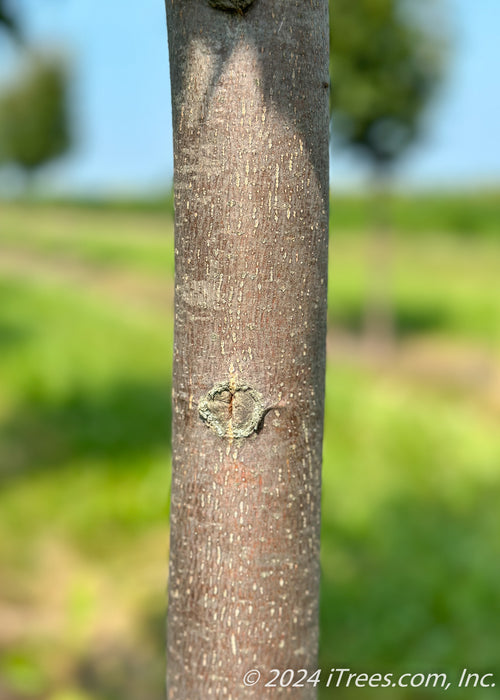 Closeup of smooth brown trunk.