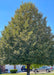 A mature Greenspire Littleleaf Linden planted in a front yard, seen in bloom with small yellowish-white flowers.