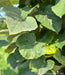 Closeup of large heart-shaped leaves with serrated edges.