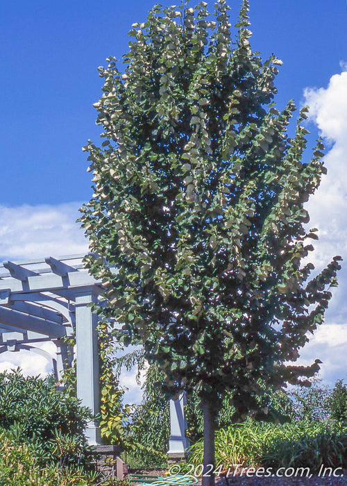 Green Mountain Silver Linden planted in a backyard garden area showing silvery underside of leaves.