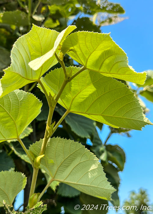 Closeup of silvery underside of leaves.