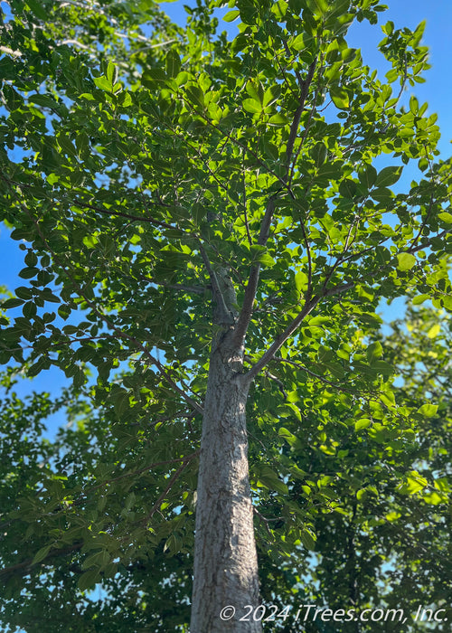 View looking up at trunk and green canopy.