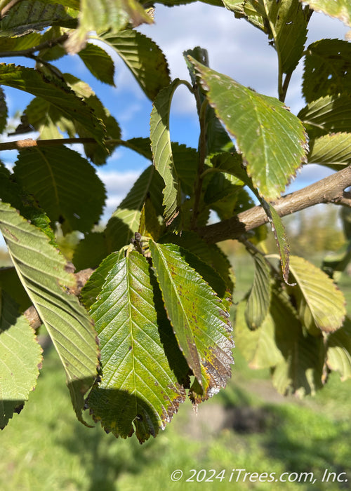 Closeup of green shiny leaves.