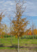 Triumph Elm with yellow fall color at the nursery.