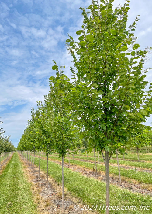 A row of Princeton American Elm with green leaves.