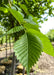 Closeup of sharply serrated green leaves.