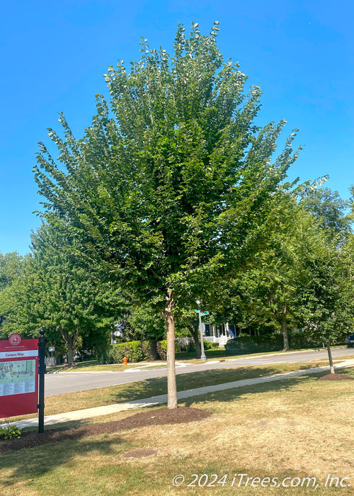 Mature Princeton American Elm with green leaves.