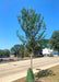 Princeton American Elm planted along a road.