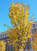 View looking up at the canopy of a newly planted Princeton American Elm with yellow fall color.