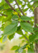 Closeup of dark green leaves with serrated edges.