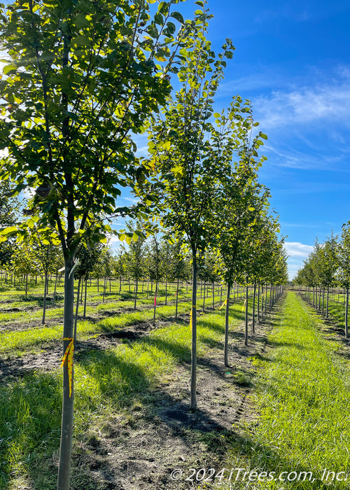 A row of Princeton American Elm with green leaves, with the sunshine filtering through.