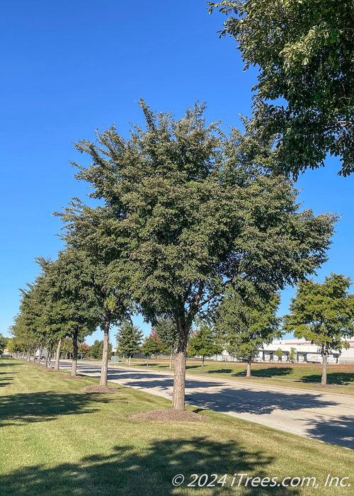 Row of maturing Accolade Elm on the parkway with green leaves.