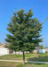 Accolade Elm on the parkway with green leaves