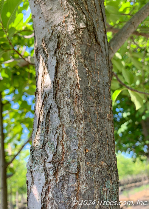 Closeup of rough textured grey trunk and underside of lower canopy of green leaves..