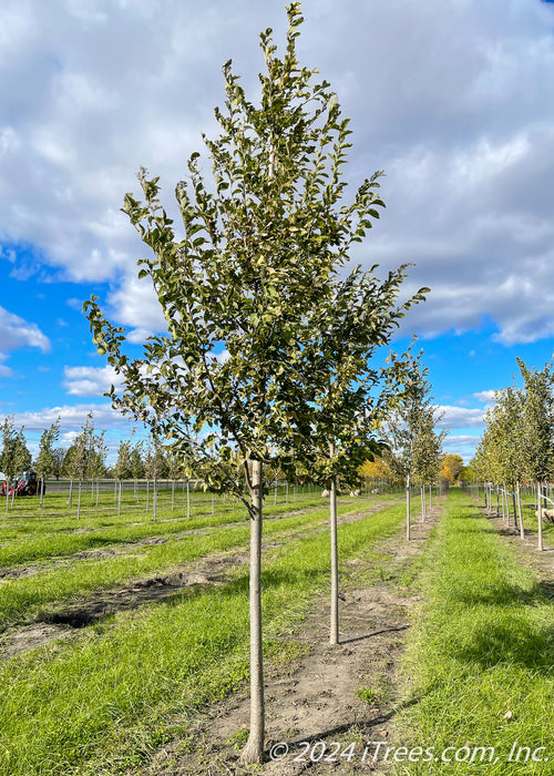 A New Horizon Elm in the nursery with green leaves and a smooth grey trunk. Strips of green grass between rows of trees, and a cloudy blue sky are in the background.