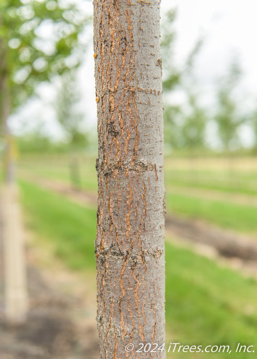 Closeup of greyish-brown trunk.