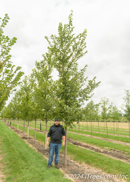 New Horizon Elm in the nursery with a person standing next to it to show its height comparison. Their head is at the lowest branch.