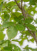 A closeup of a bunch of light green leaves and brown tree branches.