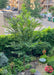 A newly planted New Horizon Elm in a Chicago backyard courtyard, planted near a fence in a garden landscape near tables and chairs on a patio.