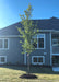 A newly planted New Horizon Elm in the backyard. A large two story house is in the background.