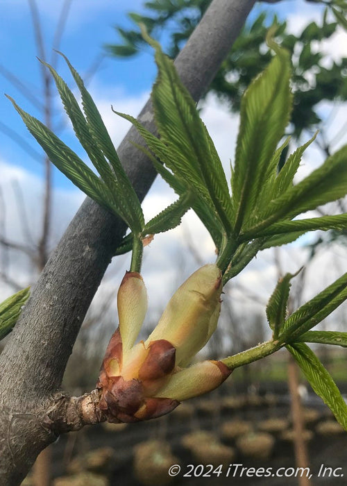 Newly emerged green leaves.