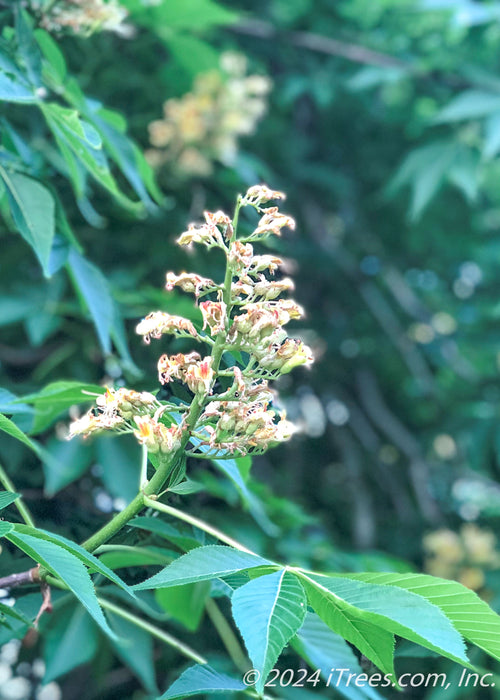 Closeup of a panicle of yellow flowers. 