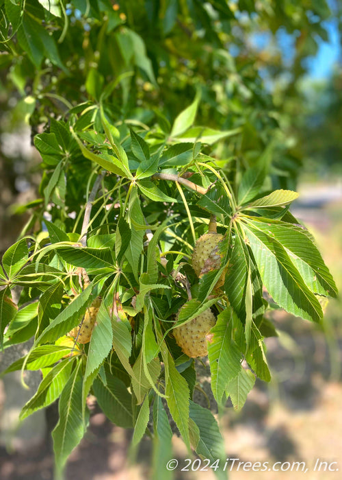 Closeup of yellow buckeye fruit and green leaves.