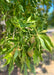 Closeup of yellow buckeye fruit and green leaves.