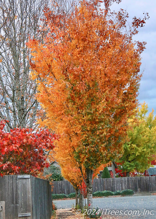 A row of Musashino Zelkova planted along a parkway with bright yellowish to red-orange fall color.