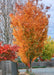 A row of Musashino Zelkova planted along a parkway with bright yellowish to red-orange fall color.