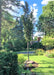 A newly planted Musashino Japanese Zelkova planted in a backyard garden surrounded by green grass and other plants.