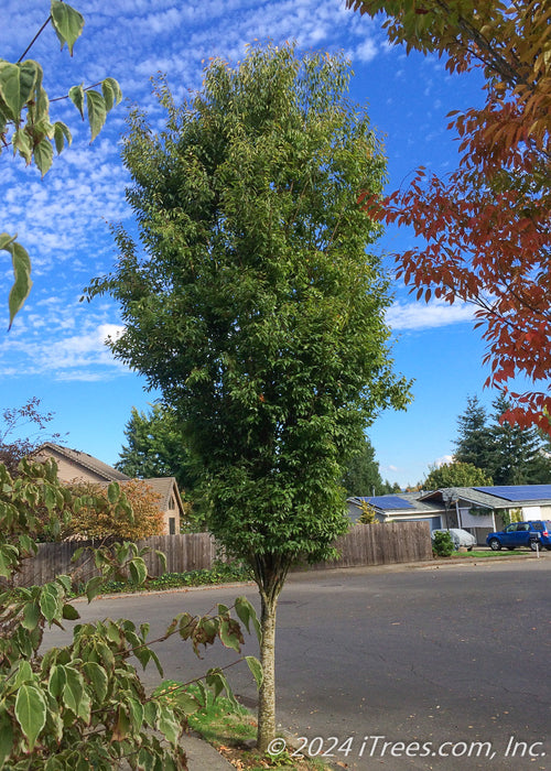 A Musashino Zelkova planted on a parkway showing upright narrow form and small green leaves, a neighborhood in the background with blue skies.