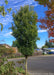 A Musashino Zelkova planted on a parkway showing upright narrow form and small green leaves, a neighborhood in the background with blue skies.