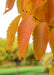 Closeup of long slender bright yellowish-orange leaves with serrated edges.