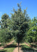 A Musashino Zelkova grows in the nursery with a full canopy of dark green leaves. 